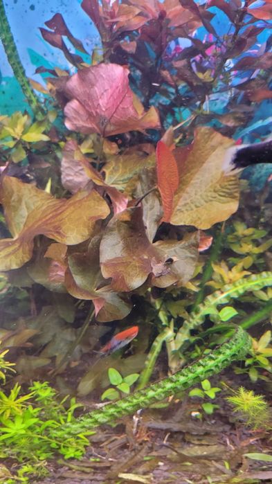 Witam sprzedam lotosy