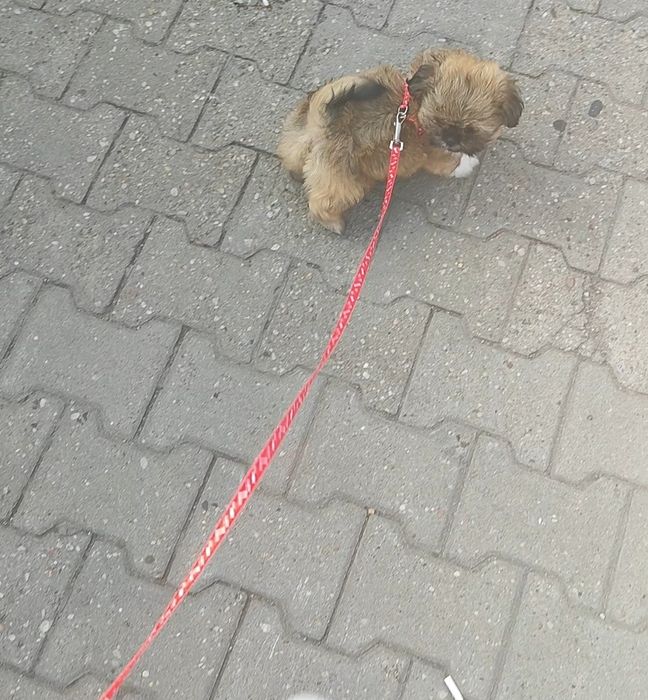 Shih tzu gotowa do odbioru