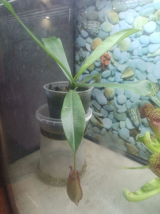 Продам растения-хищники (мухоловки)