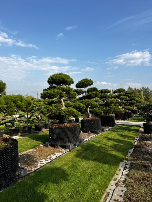 Bonsai sosna niwaki duże drzewa wiele gatunków BONSAI PARK