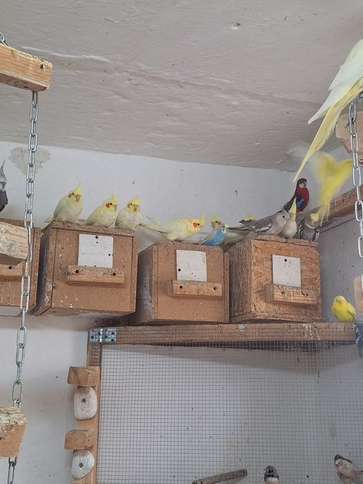 Sprzedam papugi papugi