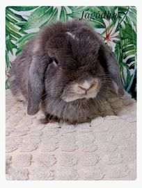 Mini lop, królik miaturka, króliczek baranek