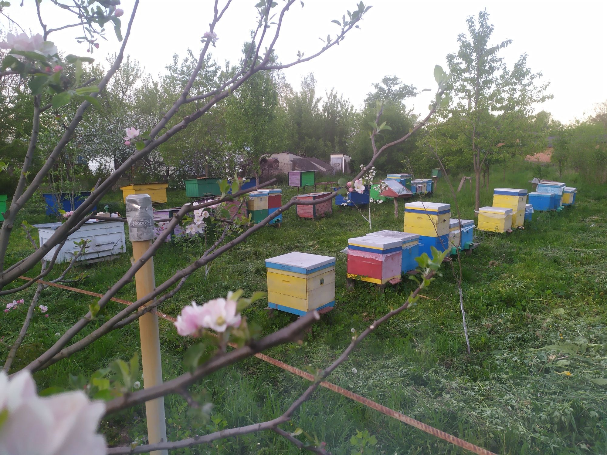 Бджолопакети карпатських бджіл