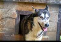 Suczka husky do adopcji