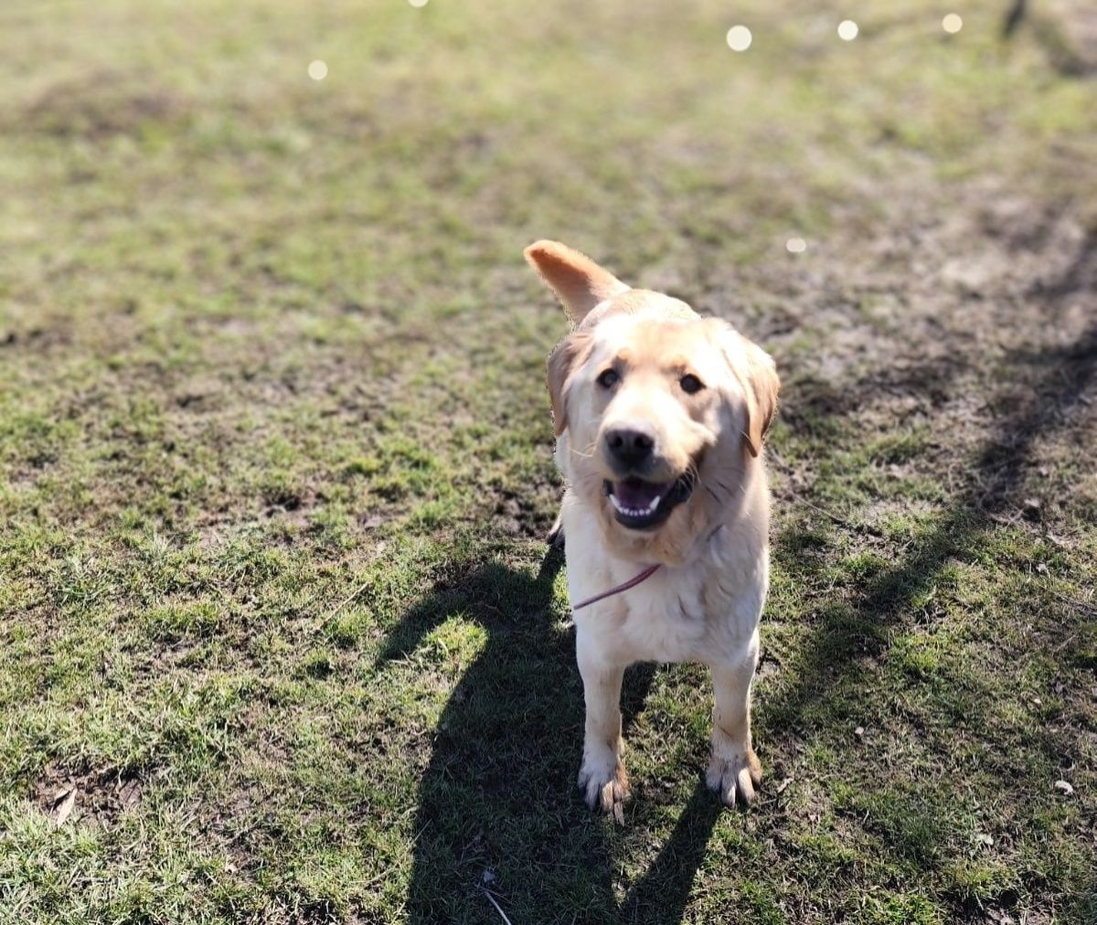 Szogun w typie Labrador szuka domu