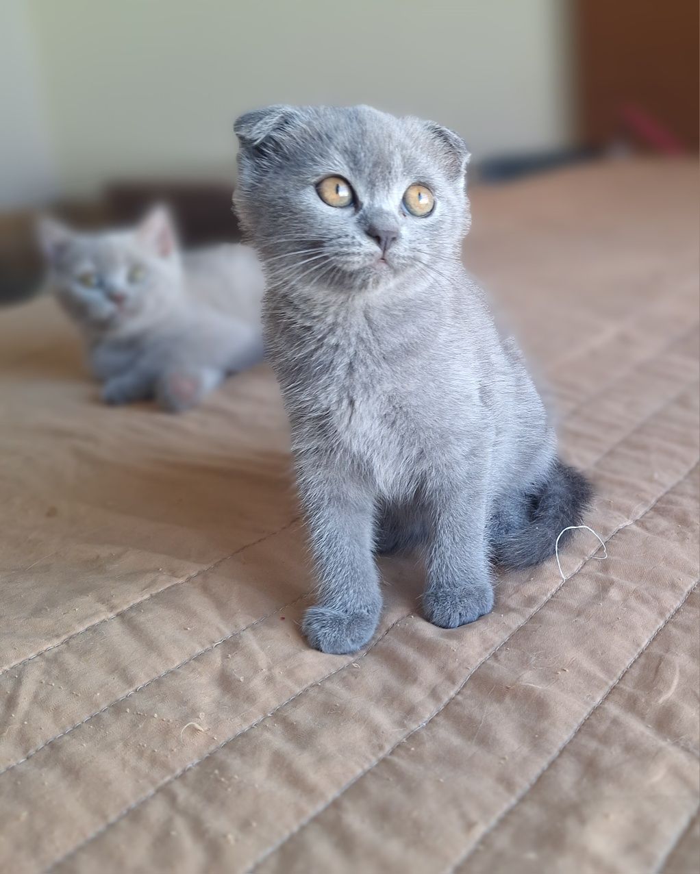 Fêmea  scottish fold azul
