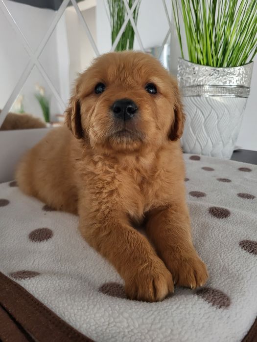 Golden retriever ciemno złote