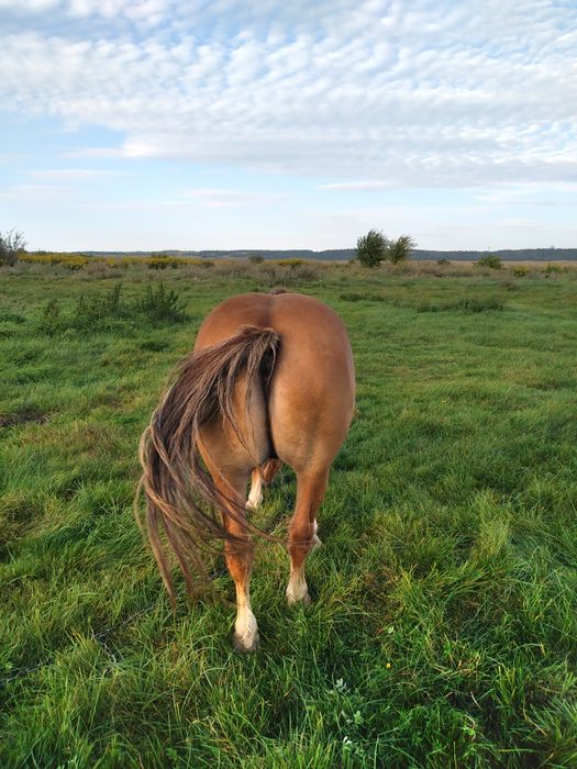 Продам коня. Новоалександровский ваговоз