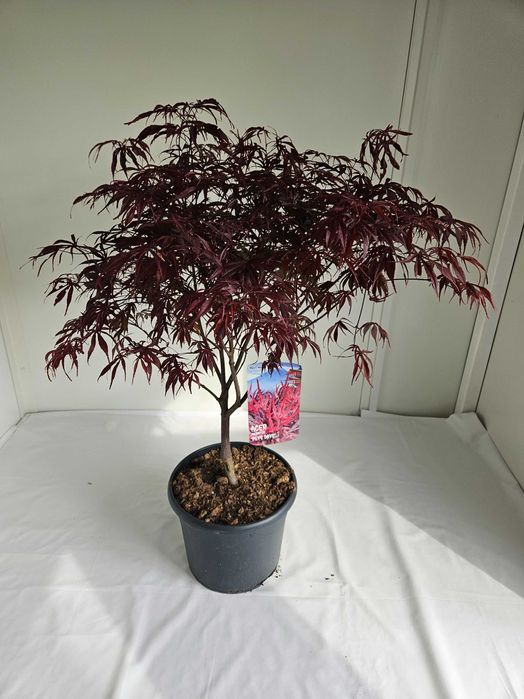Bonsai – Klon japoński palmowy 'Peve Dave' (Acer palmatum 'Peve Dave')
