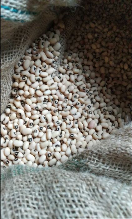 Feijão Catarino, branco, vermelho, frade, preto, manteiga.