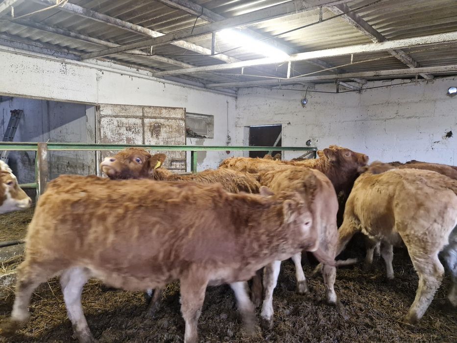 Jałówki odsadki lm 14 sztuk