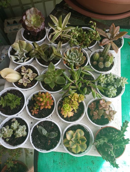 Pequenas suculentas variadas disponíveis