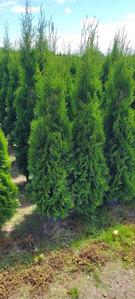 Tuja Smaragd 100 cm dostawa gratis 80 szmaragd brabant tarnów
