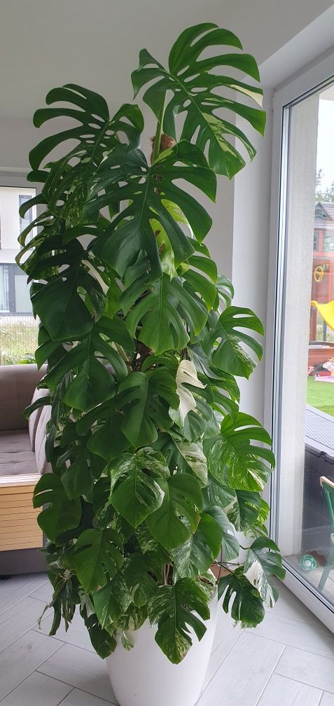 Monstera variegata