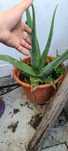 Aloe vera planta