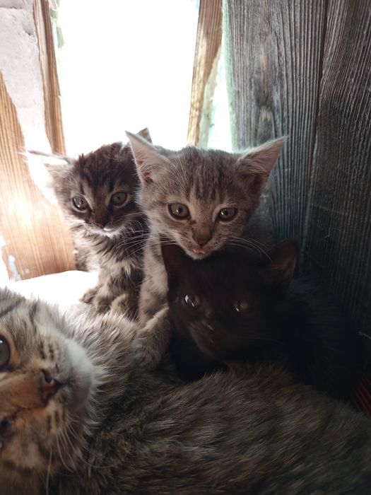 Отдам в добрые руки Бесплатно котят.