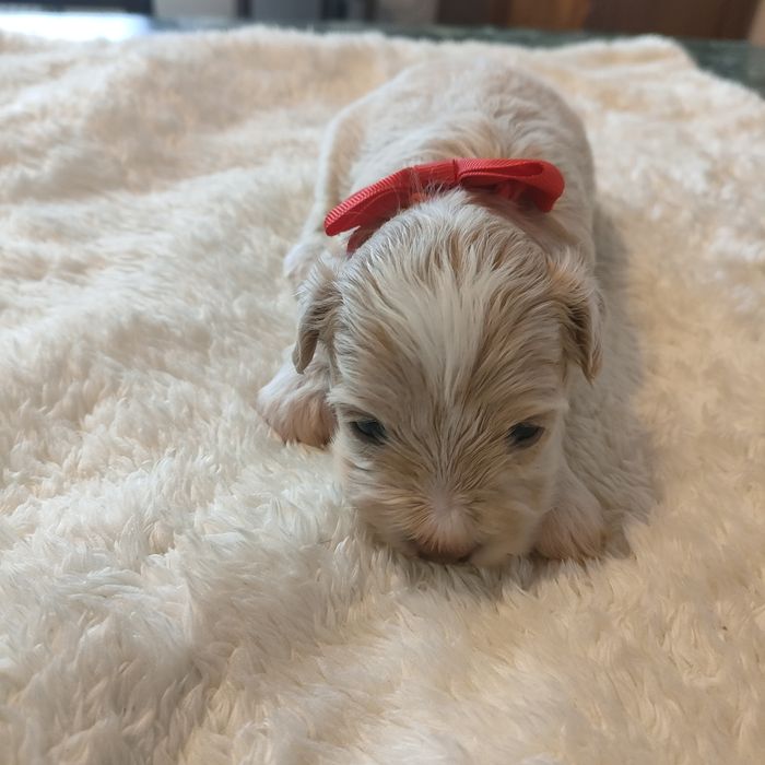 Śliczna suczka Maltipoo f1.