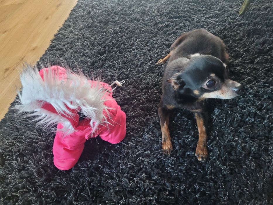 Kurtka dla małego psa