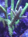 Acropora koral morski