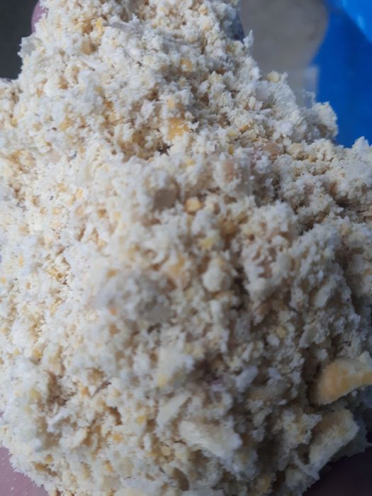 Kukurydza , kukurydza mielona CCM pasza dla zwierząt