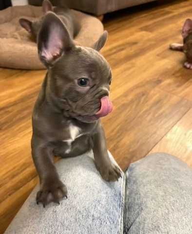 Щенки в голубом окрасе! Полная вакцинация сделана! Французский бульдог