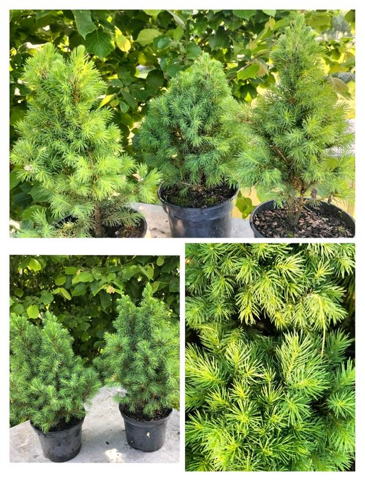 Ялинки: "Conica",  Дейзі Уайт, Десембер,  Барбарис,  Туя Рейнголд