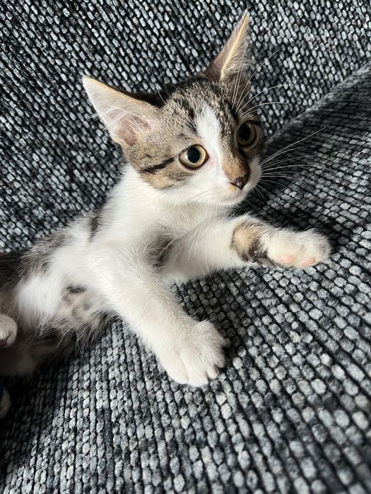 Віддаю котиків в добрі руки < 3