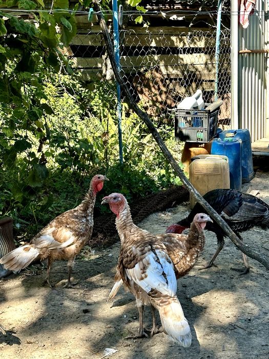 Самці індик , индюк