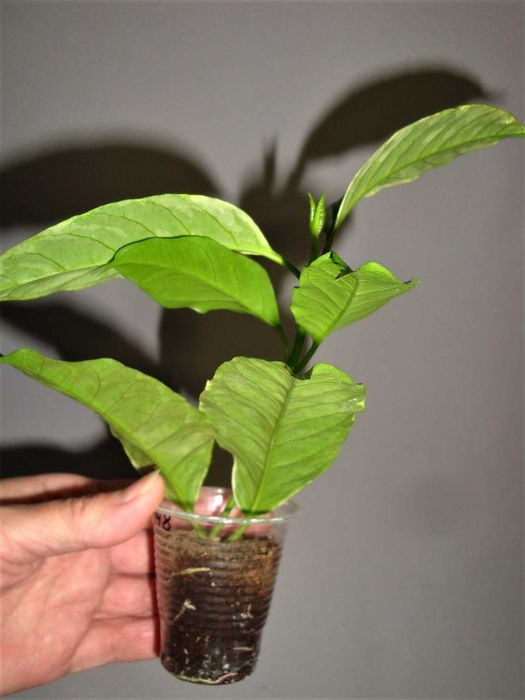 Хойї Хойя Hoya Multiflora variegata