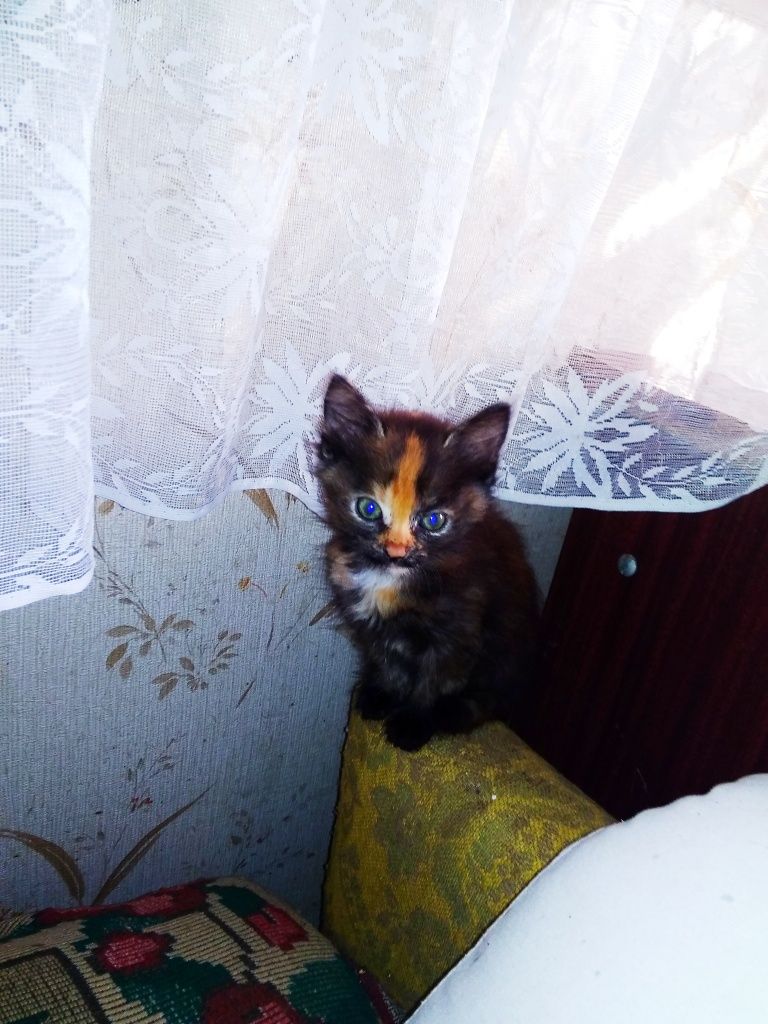 Подарую гарненьких кошенят