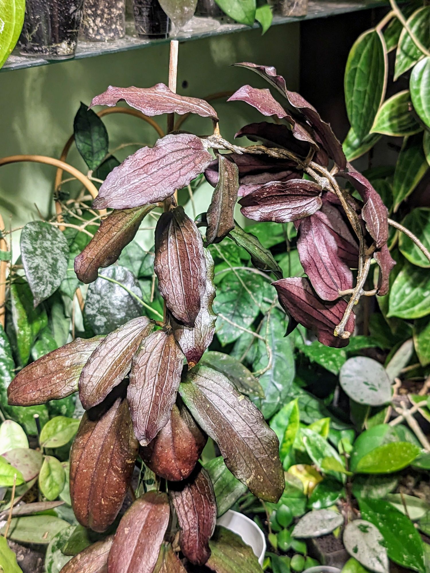 Hoya Amicabilis S. Miltiflora Ghost, Erythrina Dark i in.