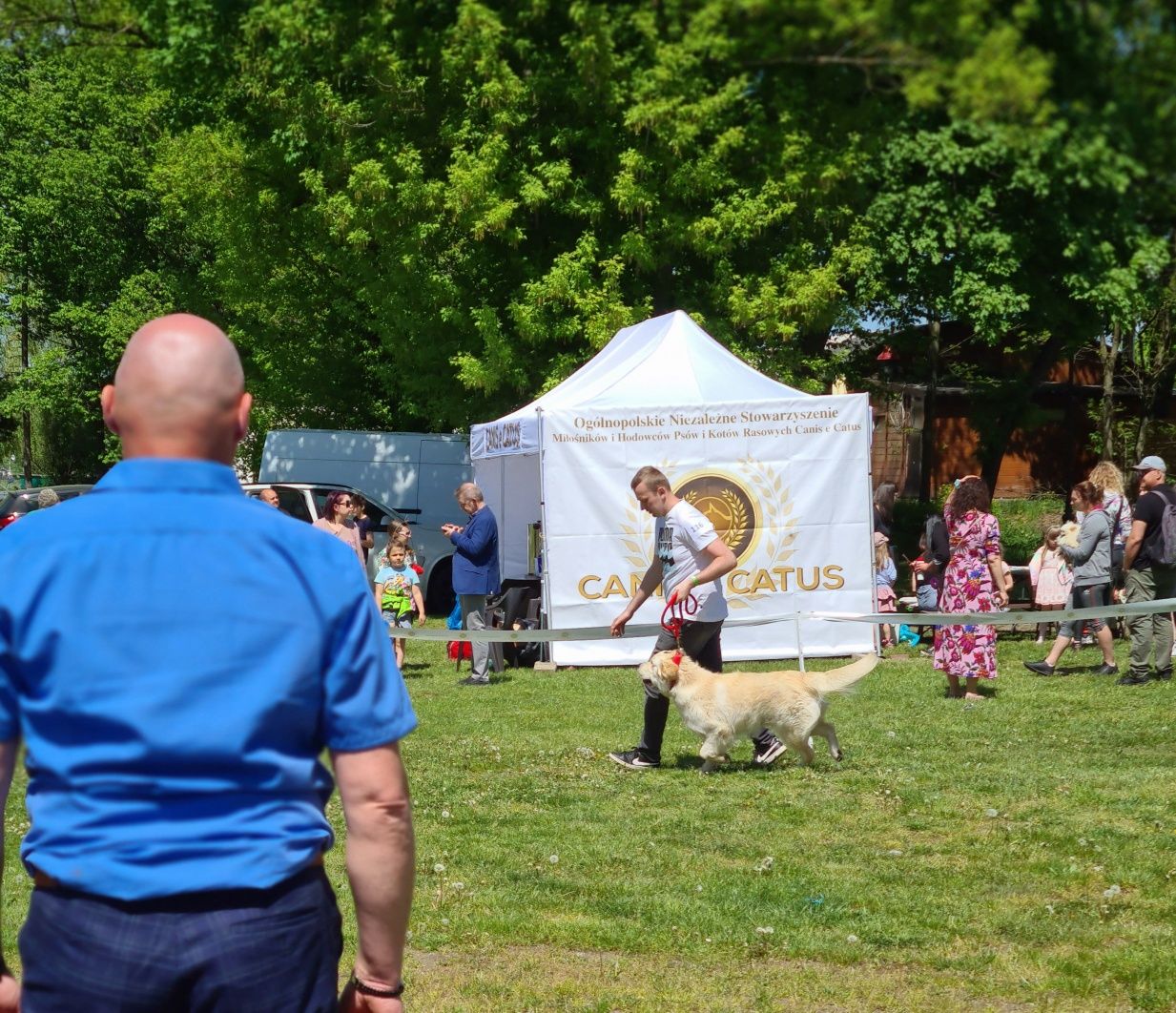 Golden Retriever REPRODUKTOR po Championie Polski