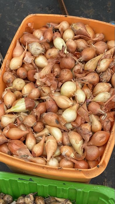 Продам лук севок