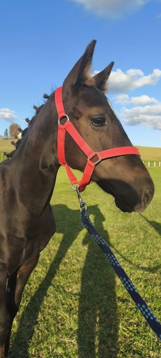 Rezerwacja! Sprzedam kuca ogier konia kuc walijski D welsh cob / pks