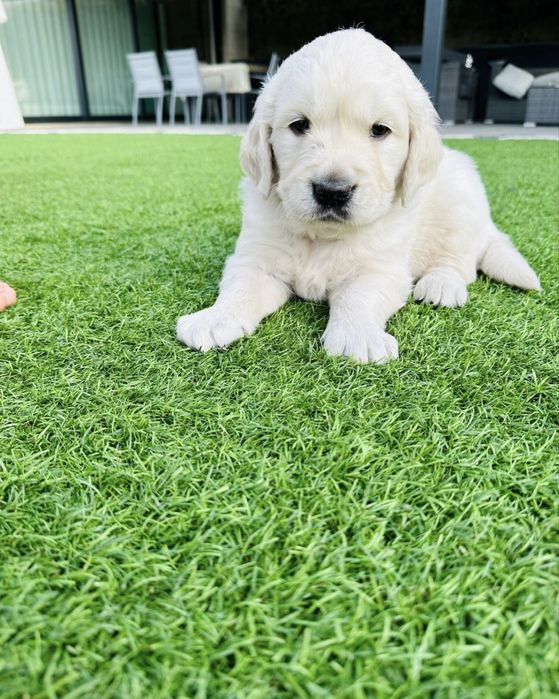Golden Retriever menino lindo