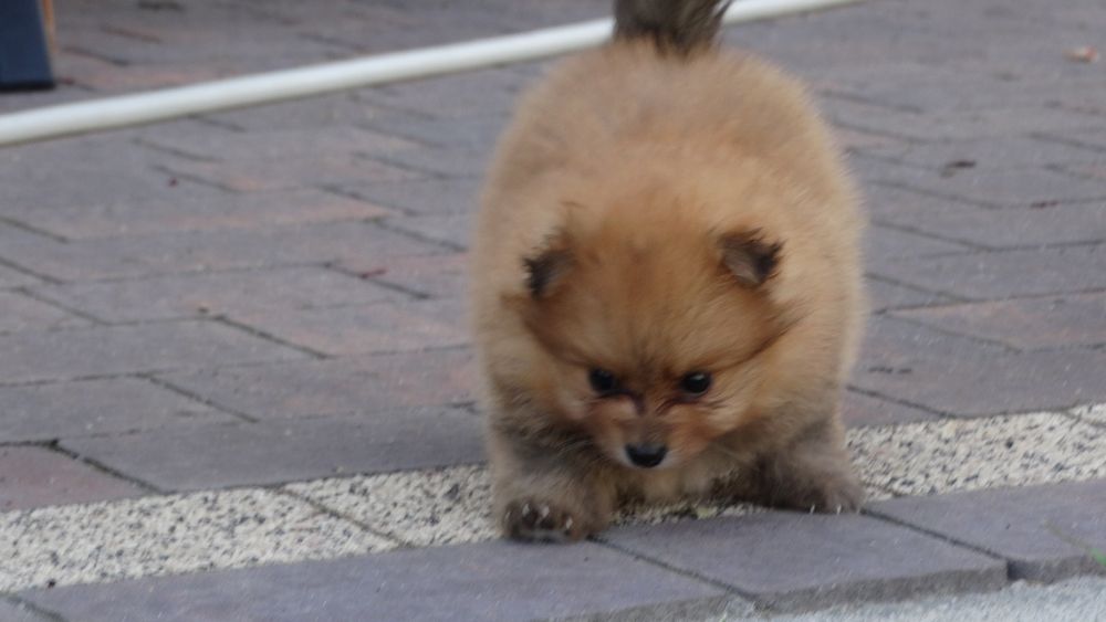 Szpic miniaturowy suczka z rodowodem