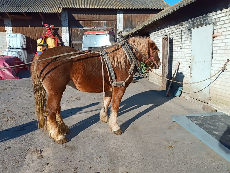 Klacz zimnokrwista 3.5 roku