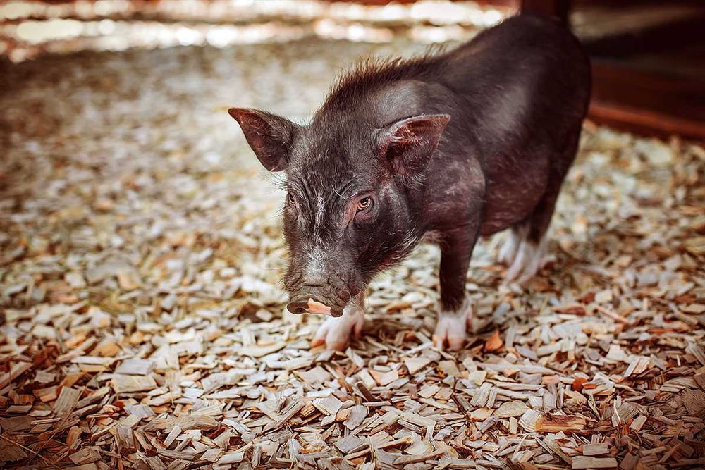 Свині Вєтнамські