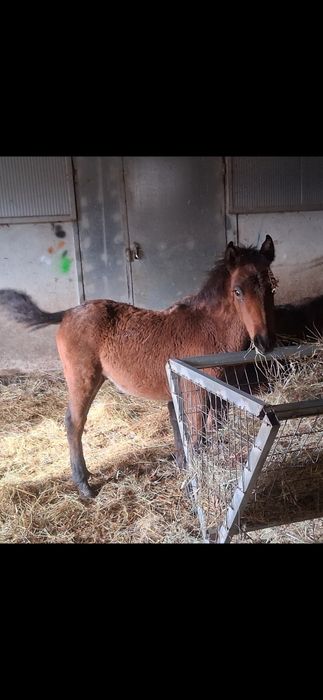 Venda de potro garrano