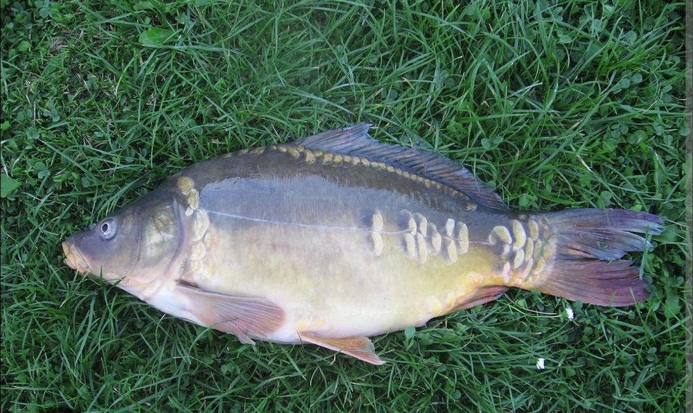 Karp handlowy . Naturalnie karmiony