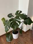 Monstera deliciosa dziurawa