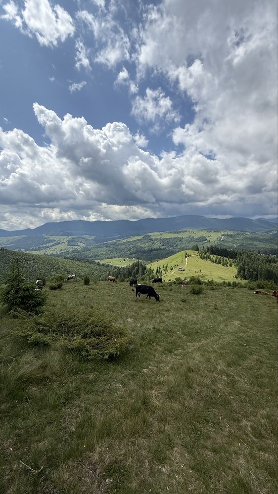 Земельні ділянки в Карпатах