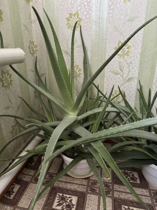 Алоє в горщиках, вік більше 3 років