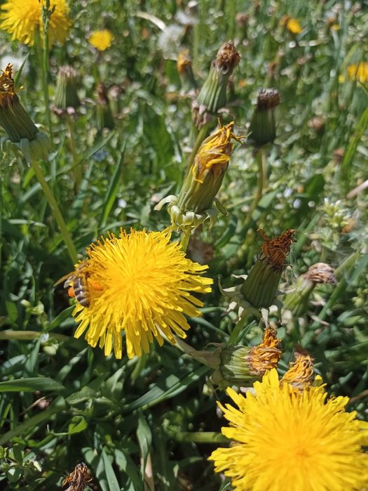 Pszczoły i ule dadant