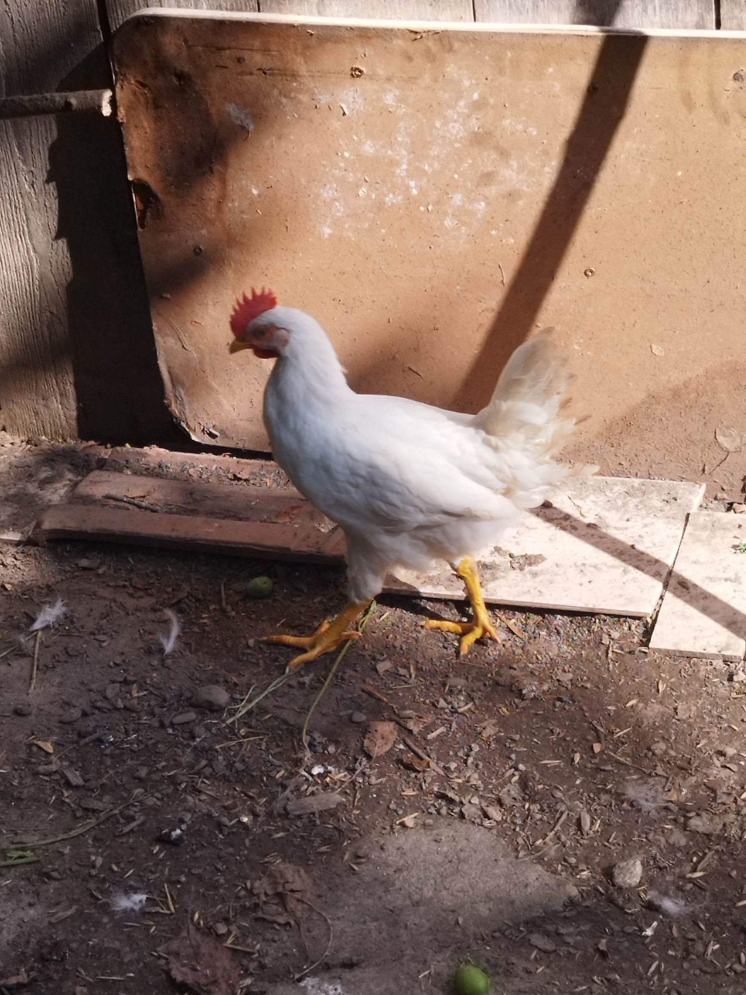 Kogut Koguty Leghorn Leghorny Czysto Rasowe