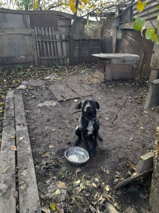 Прилаштування тварин