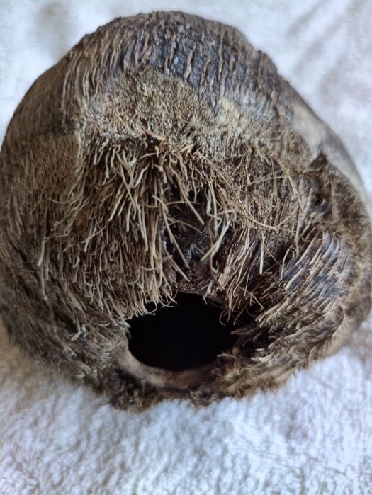 Coco Natural seco para Aquário