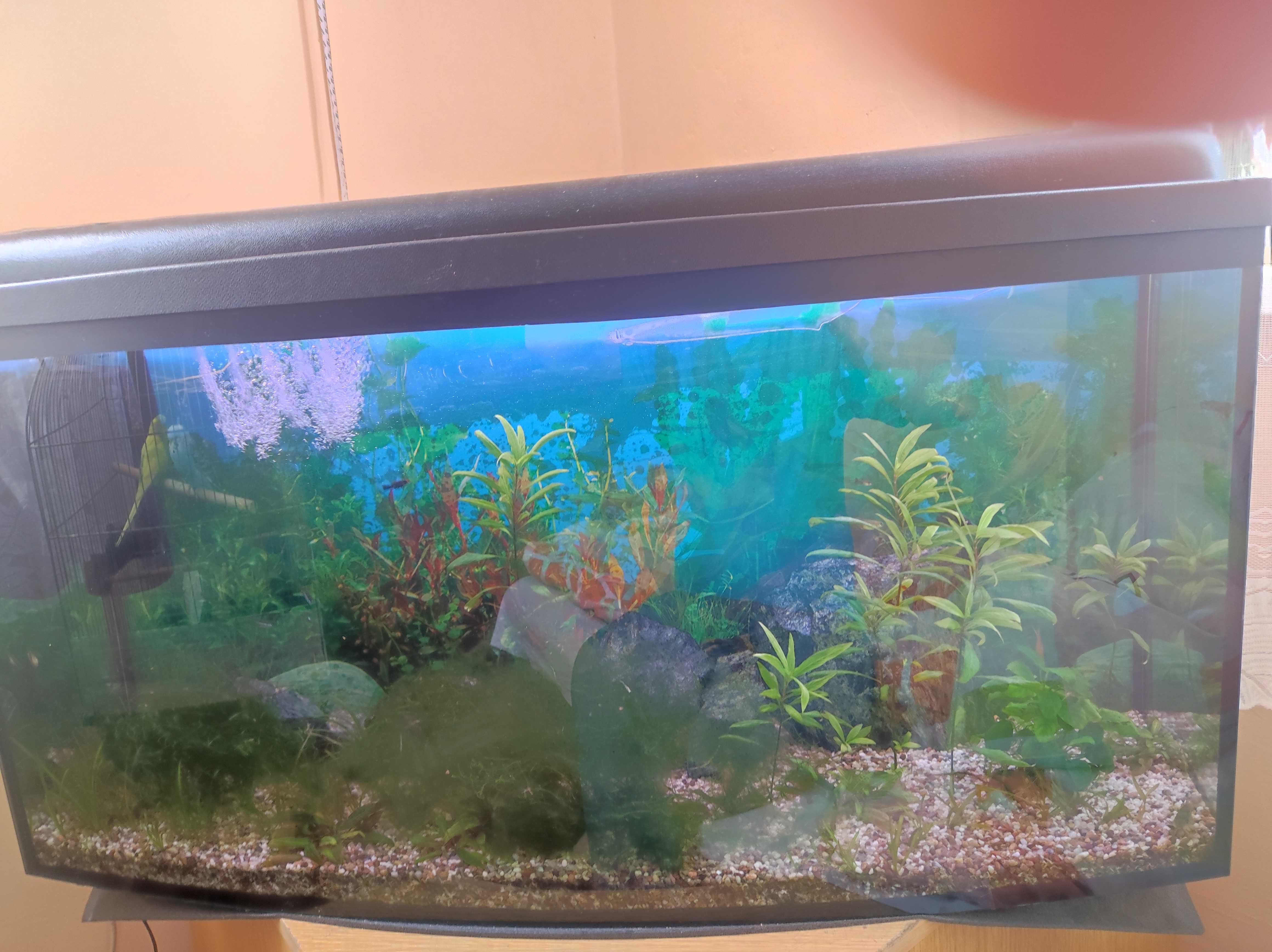 Akwarium 200l z oświetleniem led i dwoma jarzyniówkami