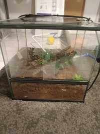 Terrarium dla ptasznika