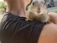 Pieski preriowe nieświszczuk mini zoo